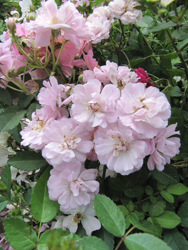 Pink Polyantha Flower Seeds for Planting - 100 pcs