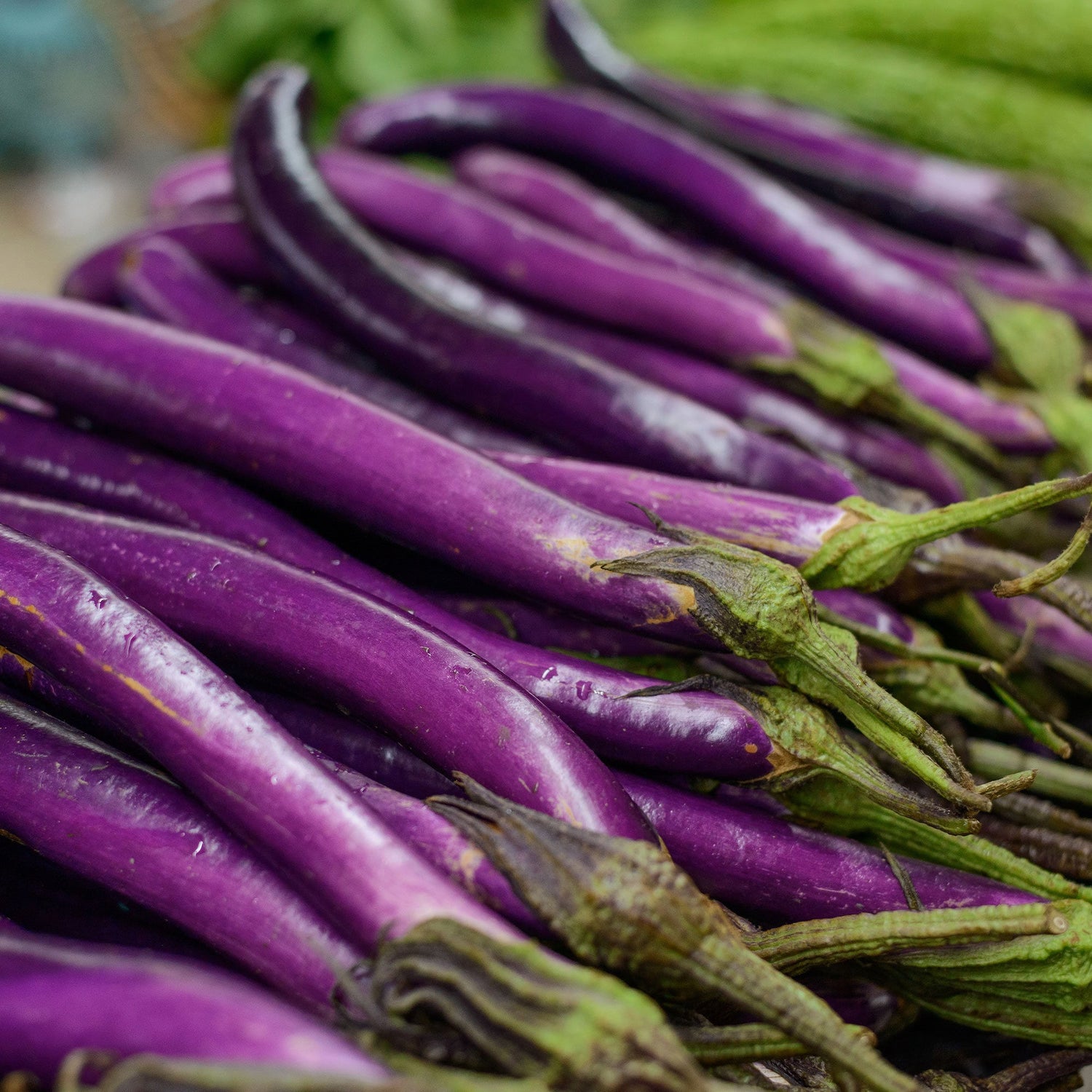 Swallow Hybrid Eggplant Seeds | Long Slender Japanese Eggplants – Heirloom, Non-GMO, High Germination Organic Garden Seeds