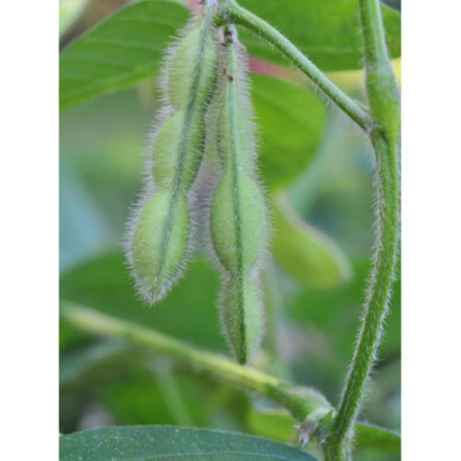Midori Giant Bush Edamame Soybean Seeds | High-Yield Protein-Rich Green Soybeans – Heirloom, Non-GMO, High Germination Organic Garden Seeds