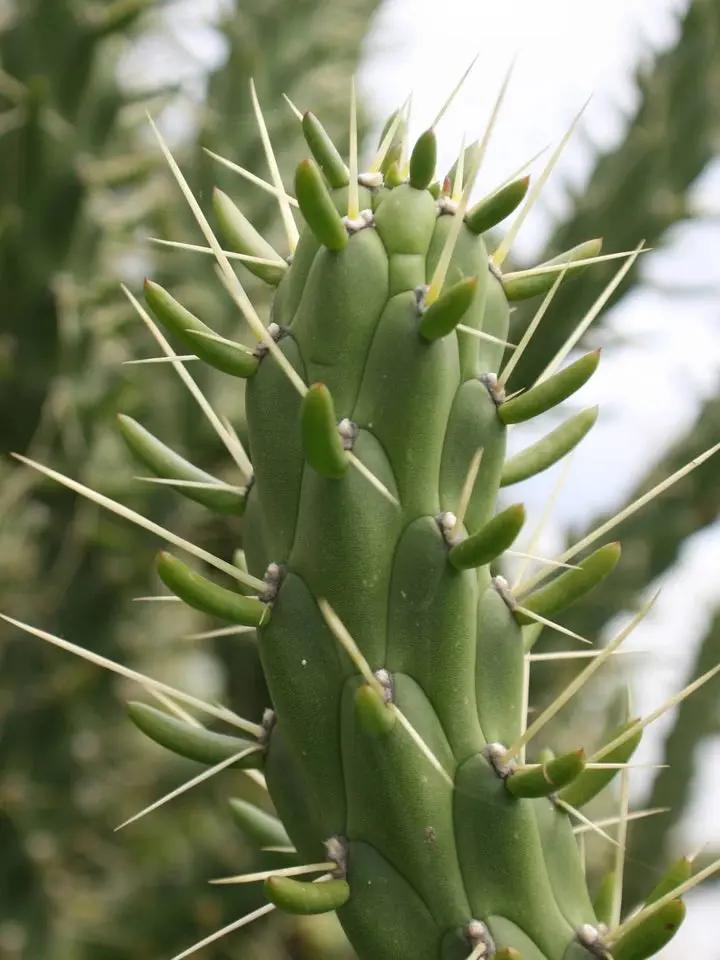 Green Austrocylindropuntia Plant Seeds for Planting - NON GMO Seeds Dhara Seeds