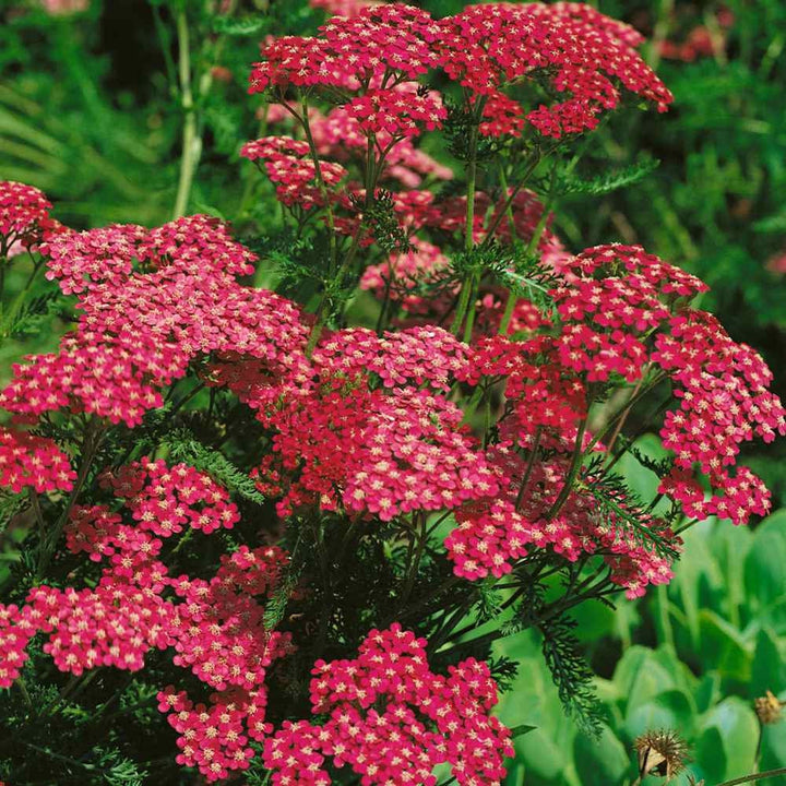 Heirloom Red Yarrow Flower Seeds for Planting, Non-GMO