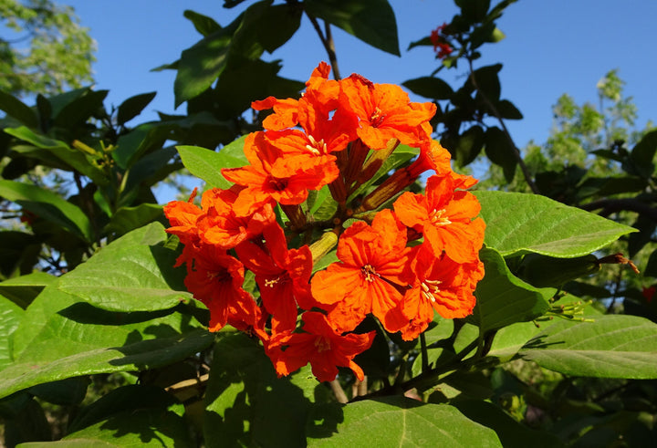 Orange Cordia Sebestena Flower Seeds for Planting - 100