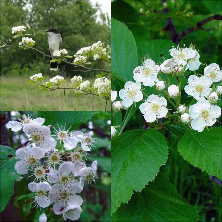 White Crataegus Flower Seeds for Planting - NON GMO Seeds Dhara Seeds
