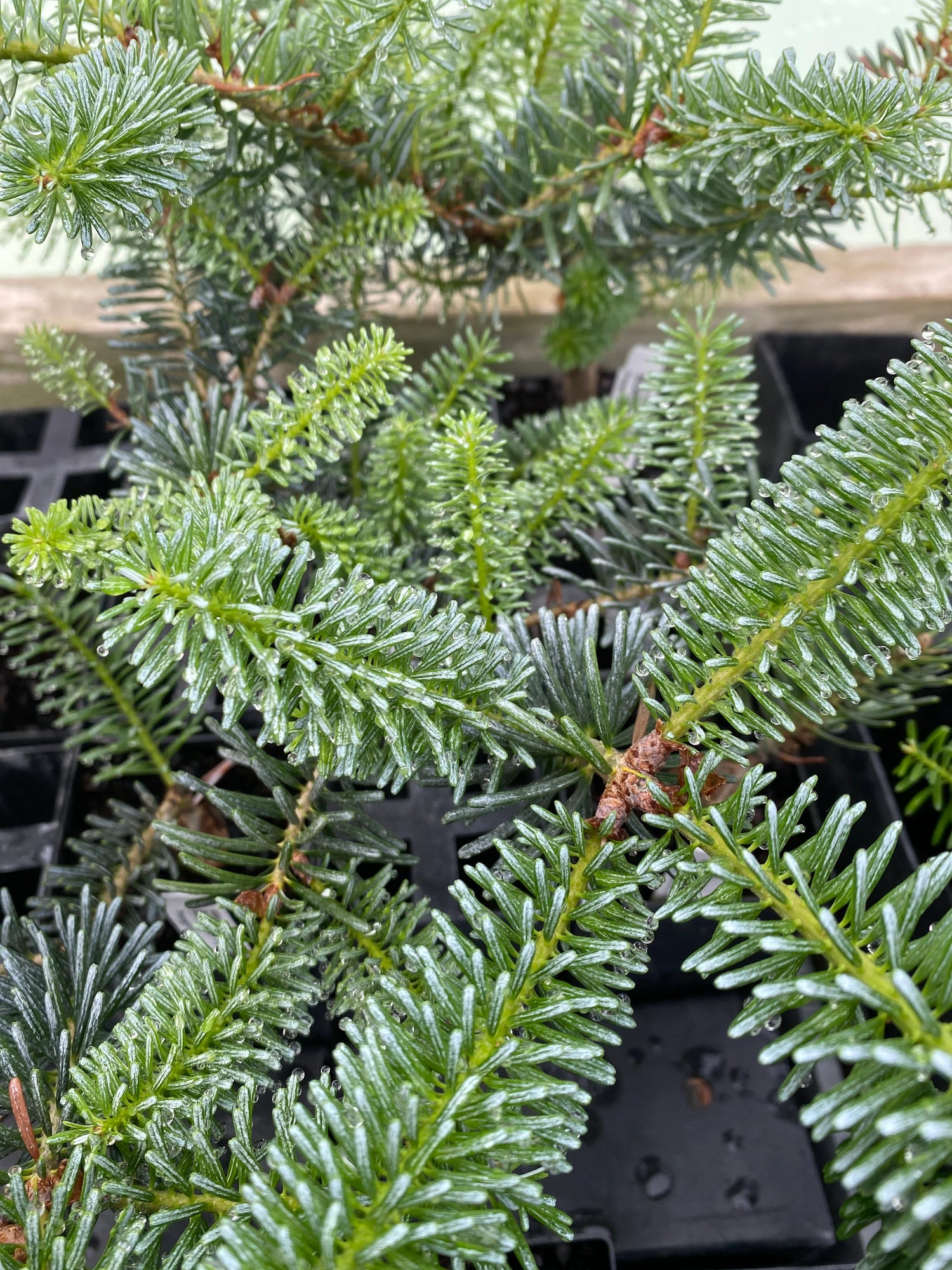 Organic Abies Koreana Plant Seeds for Planting – Heirloom, Non-GMO