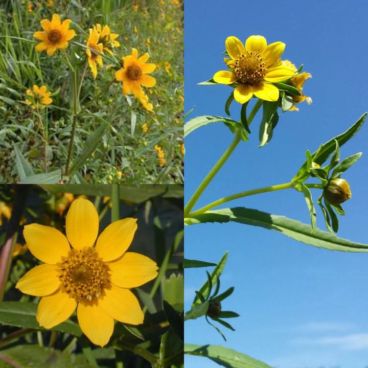 Bidens Cernua Yellow diamond Flower Seeds for Planting beauty looking Gardening area