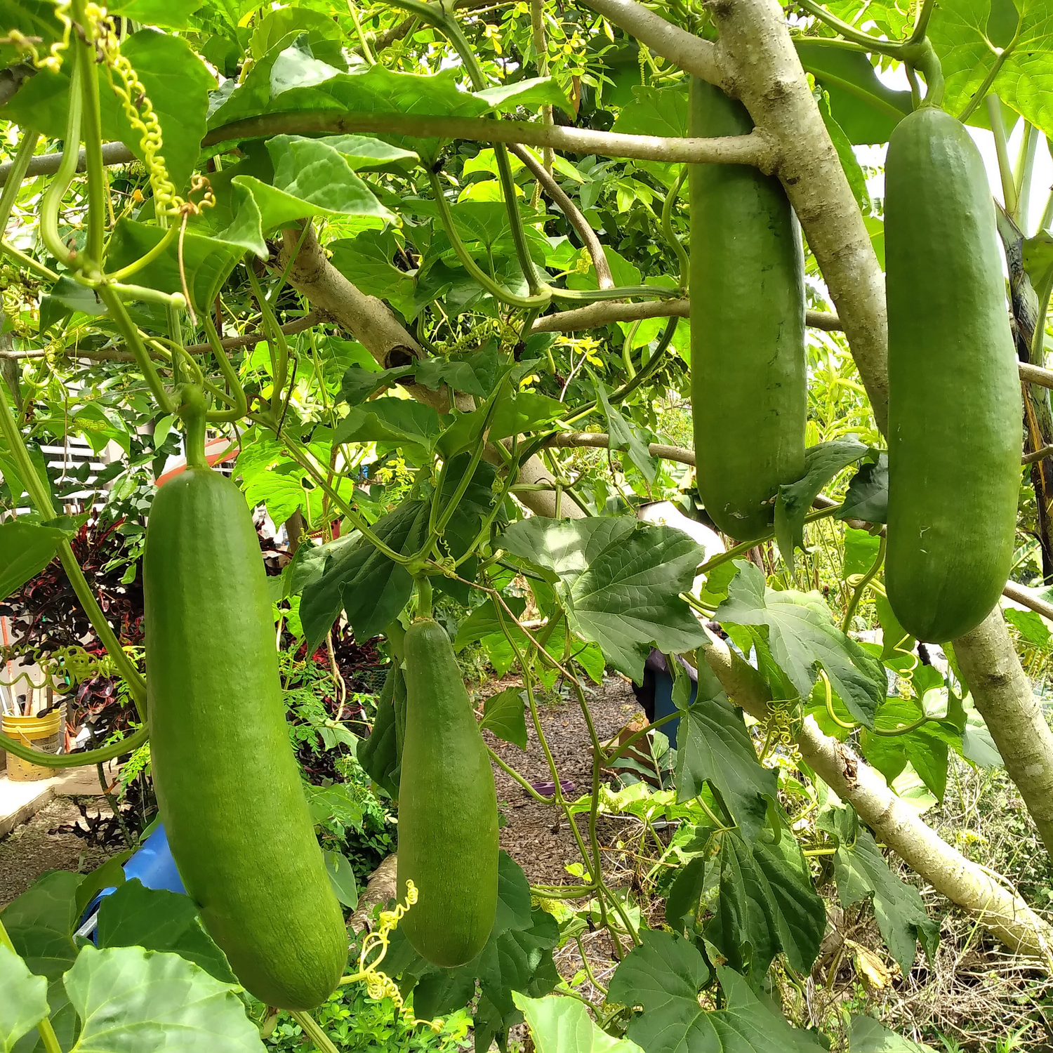 Cassabanana Seeds for Gardening