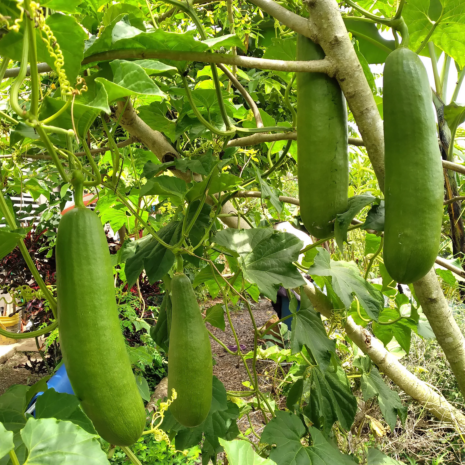 Cassabanana Seeds for Gardening