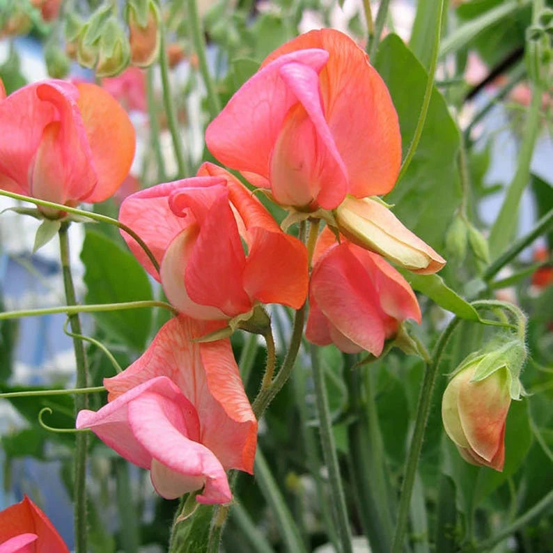 Sweet Pea Seeds - Prince of Orange