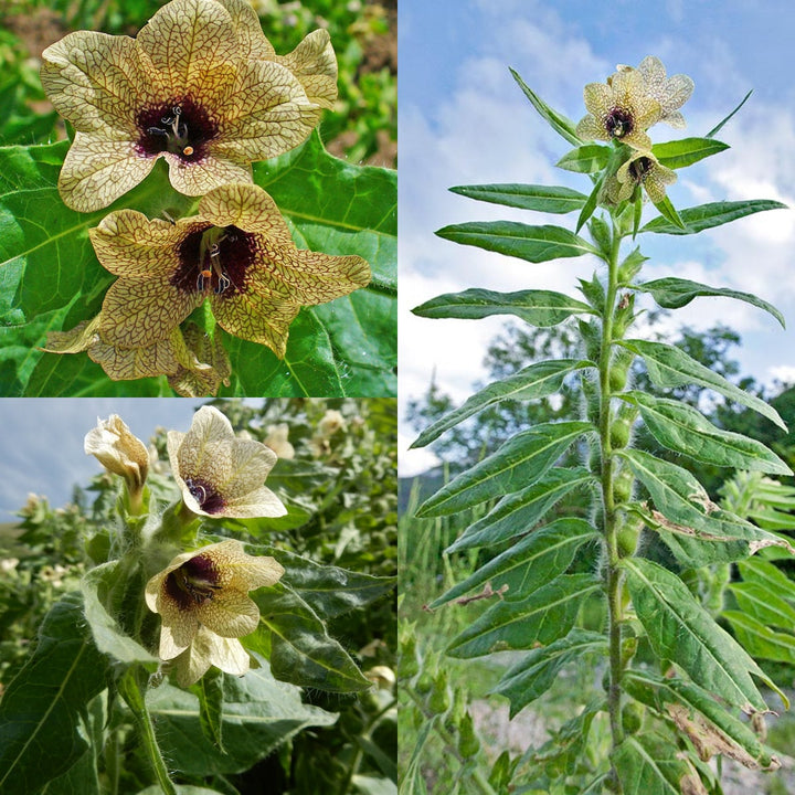 Cream Henbane Flower Seeds for Planting, 100
