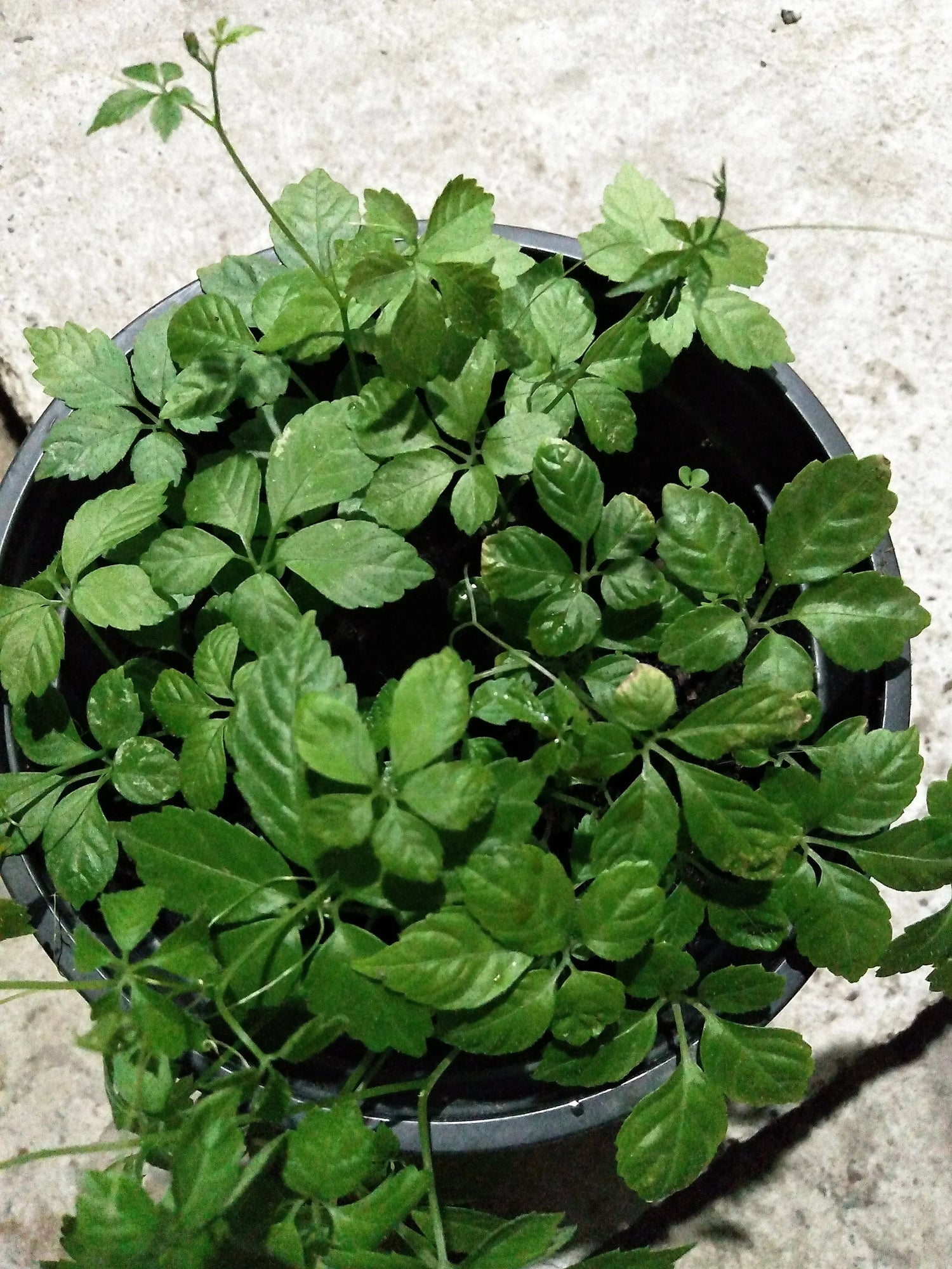 Organic Gynostemma Pentaphyllum Seeds for Planting – Heirloom, Non-GMO