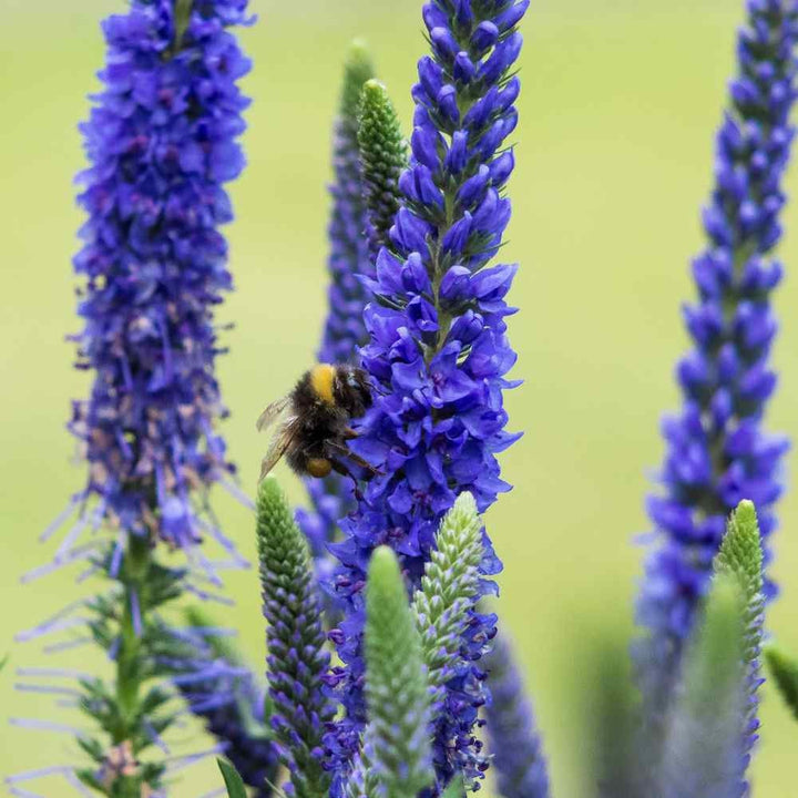 Organic Blue Spicata Veronica Flower Seeds for Planting – Heirloom, Non-GMO