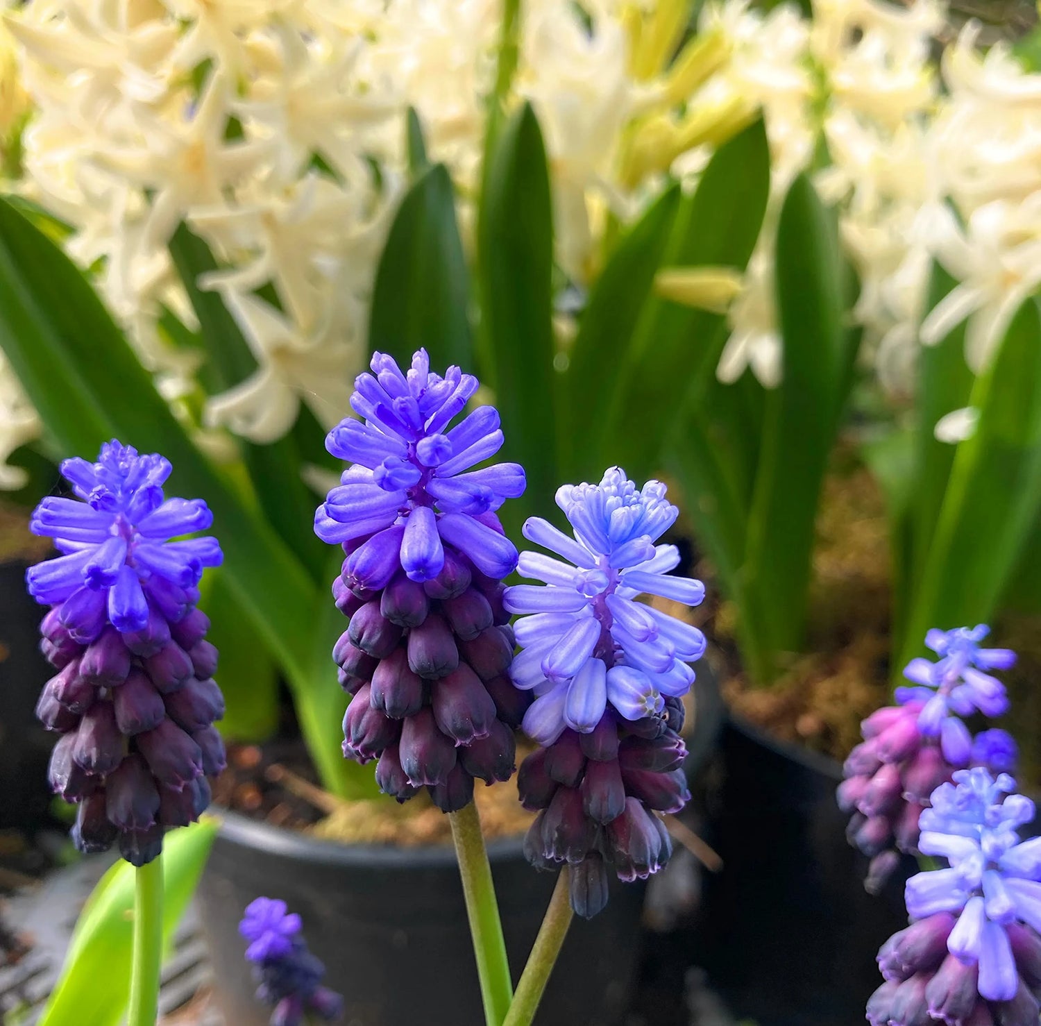 Grape Hyacinth Bulbs (Muscari) - Latifolium