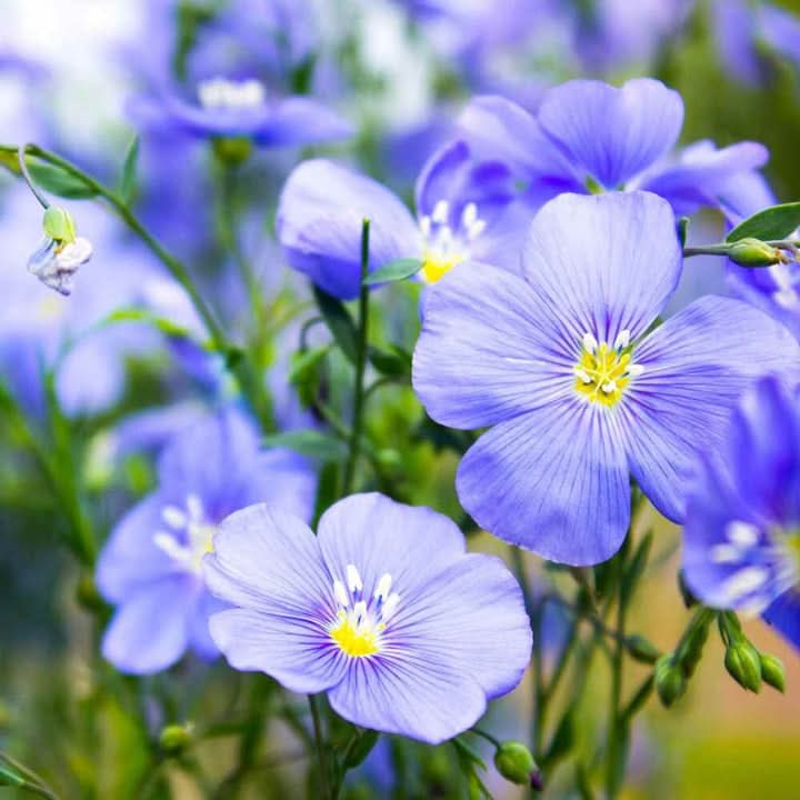 Flax Flower Seeds for Planting – Delicate Blooms and Pollinator-Friendly Garden Seeds