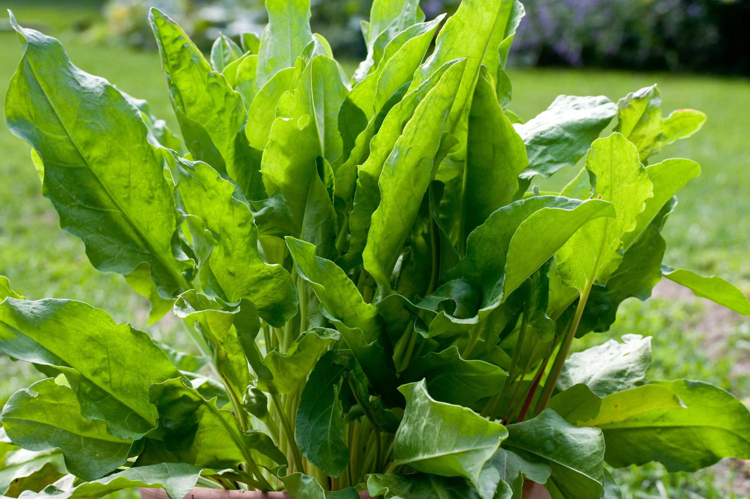 Large Leaf Sorrel (Rumex acetosa) Herb Seeds for Planting - Heirloom & Non-GMO Seeds for planting – Fresh Herb for Your Garden