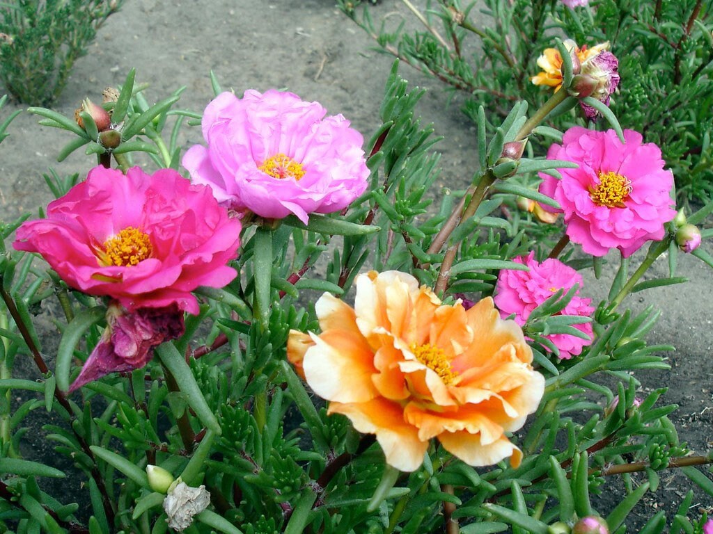 Moss Rose Seeds - Happy Hour Mix