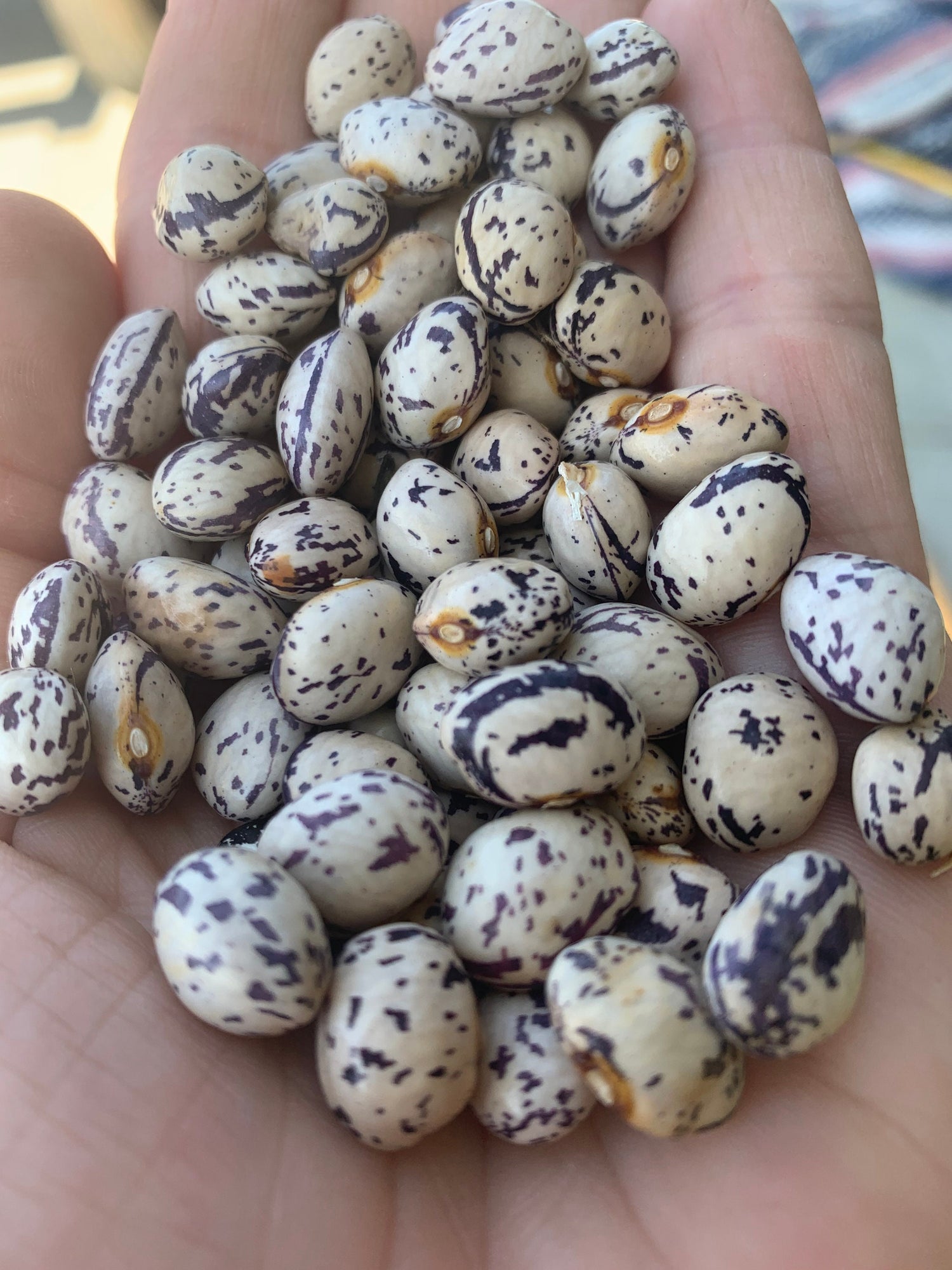 Bean Seeds, Autumn Zebra