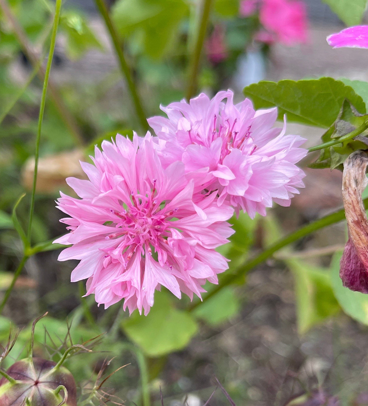 Pink Centaurea Cyanus Seeds – Grow Beautiful Pink Cornflowers – Dharaseeds