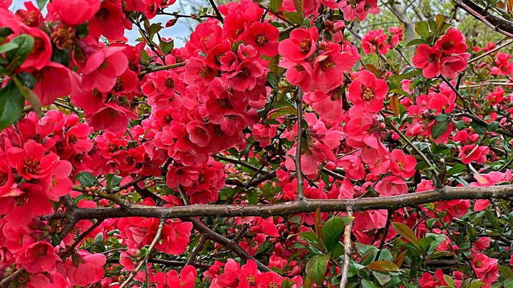Chaenomeles Flower Seeds for Planting, Unique Variety, 100 pcs