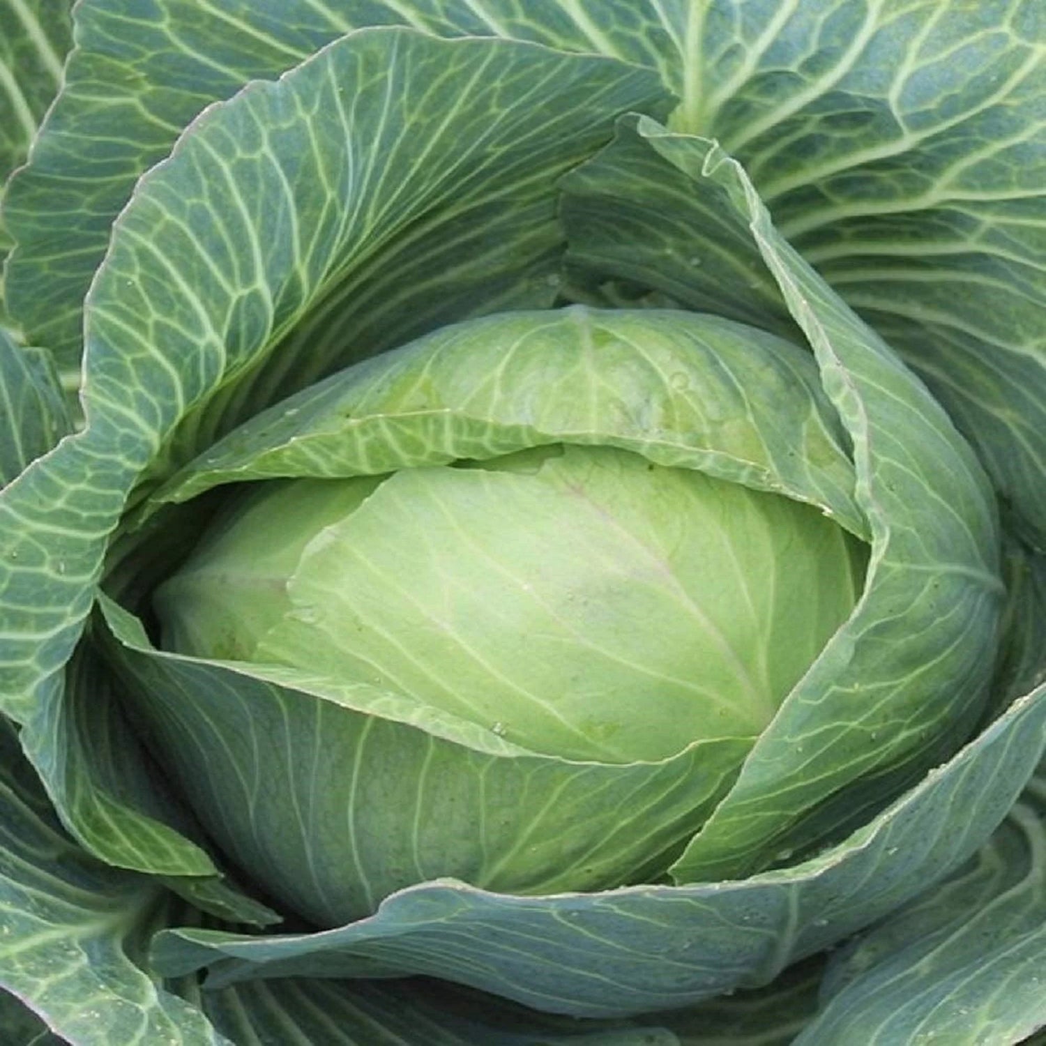 Premium Days Late Maturity Flat Head Cabbage – Heirloom, Non-GMO, High Germination Organic Garden Seeds