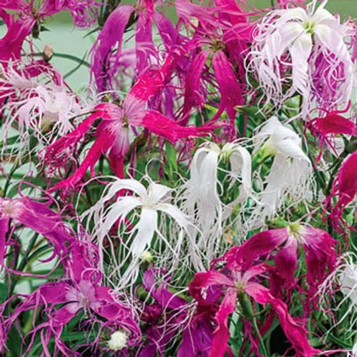 Dianthus Spooky Seeds – Non-GMO Flower Seeds for Planting