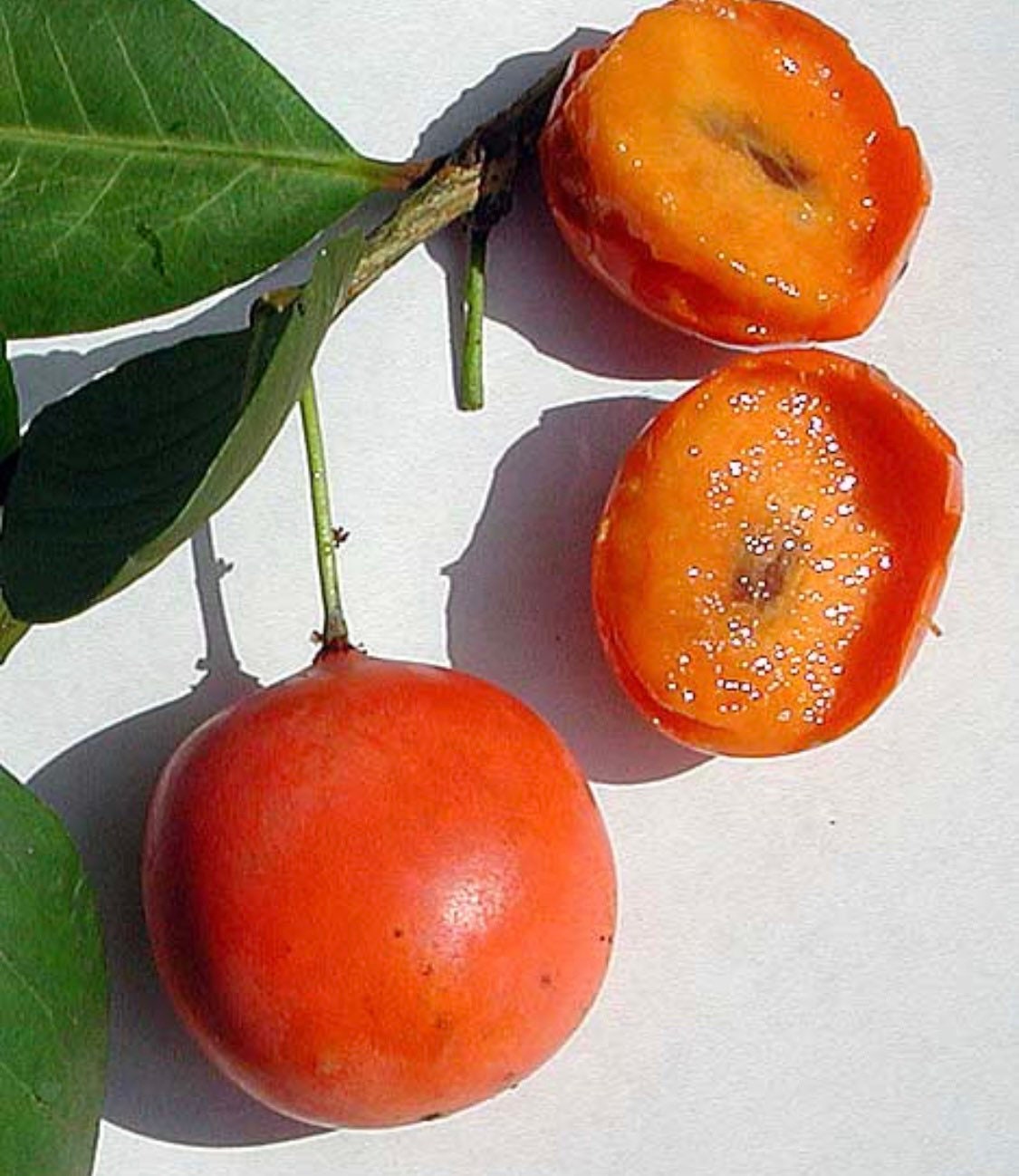 Imbe (Garcinia livingstonei)