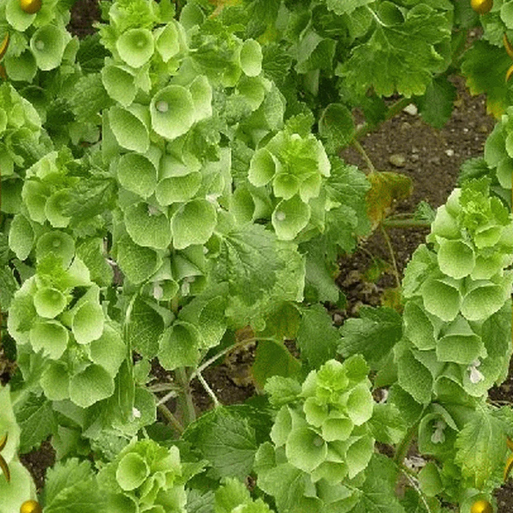 Green Moluccela Laevis Ornamental Plant Seeds for Unique Gardens – Fresh Herb for Your Garden