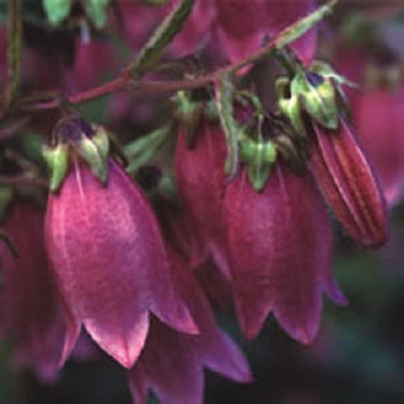 cut ruby red campanulas arranged in elegant bouquet

