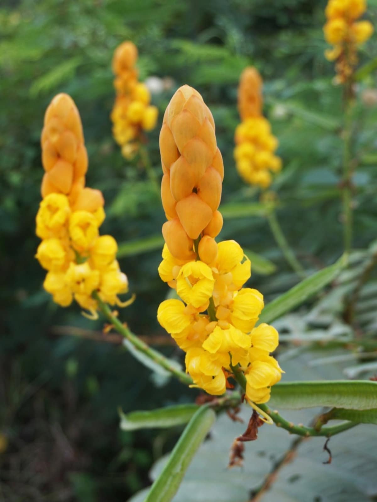 Yellow Cassia Candlestick Plant Seeds for Planting - 100 seeds for planting in home garden