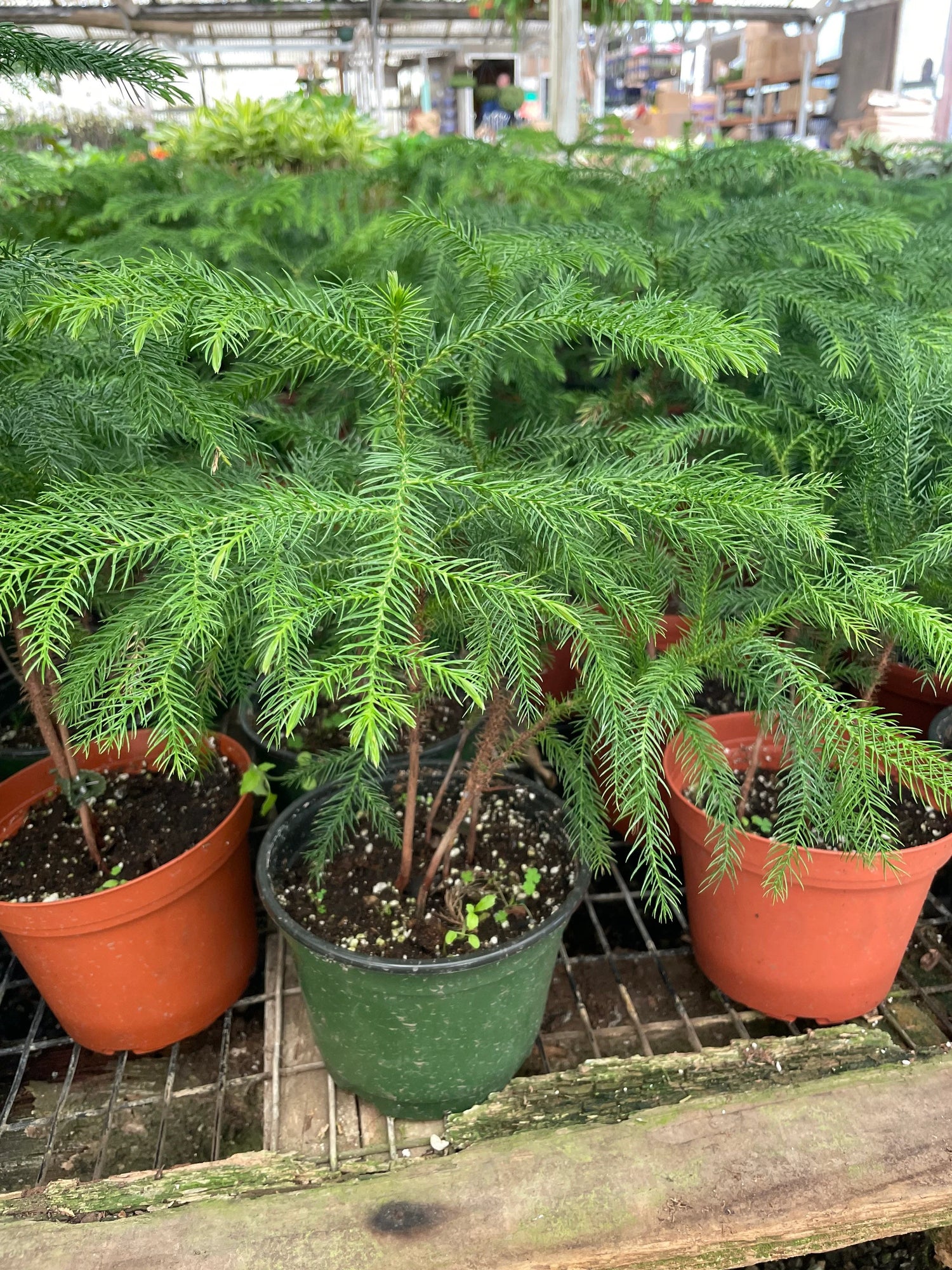 Green Araucaria Plant Seeds for Planting