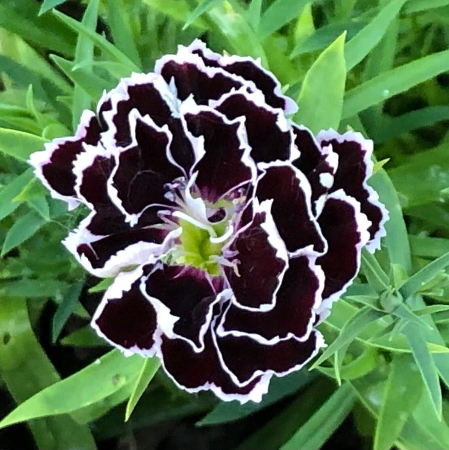 Black Carnation Dianthus Caryophyllus, Flowering Seeds For Planting and indoor Gardening
