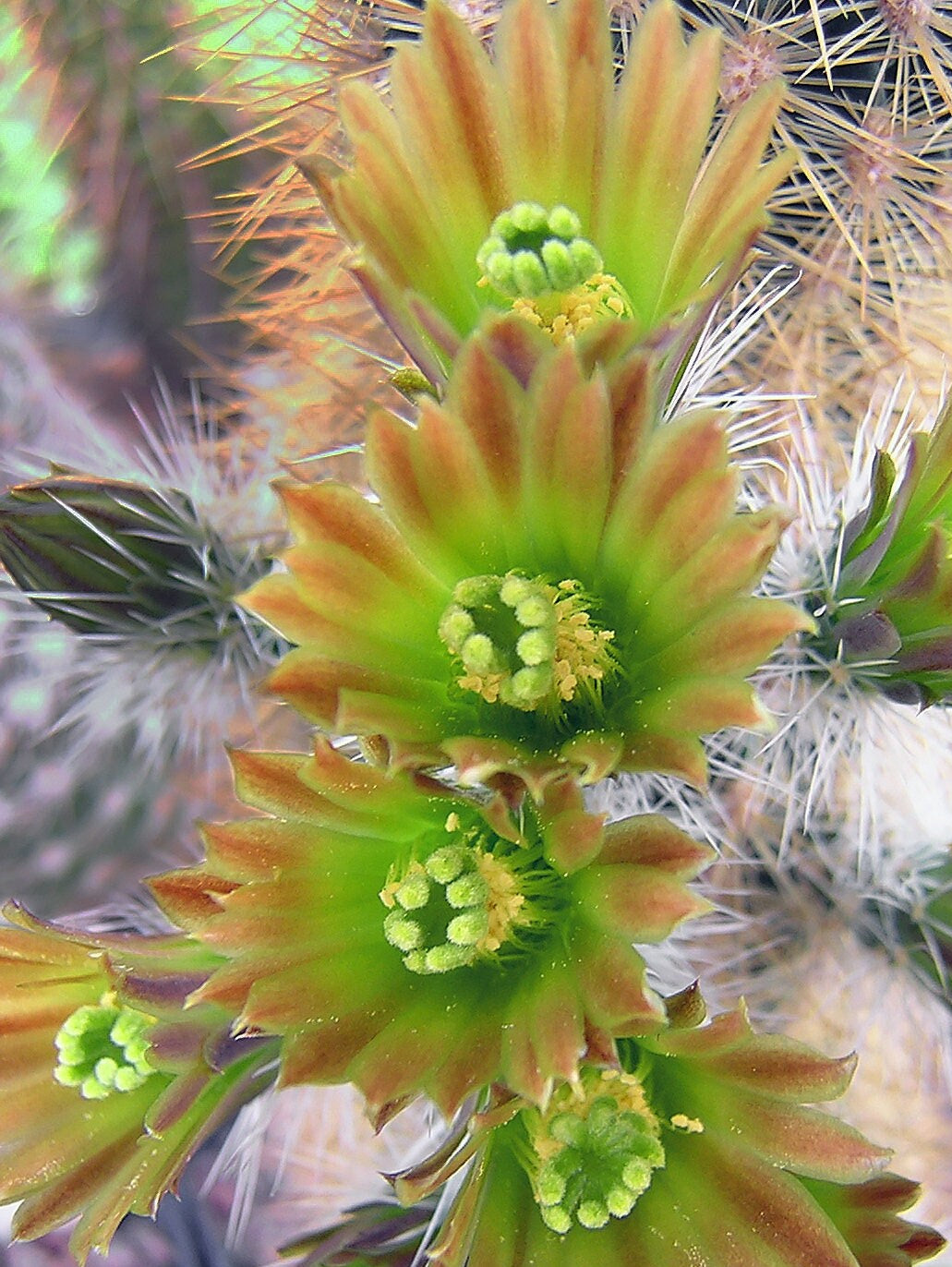 Green Echinocereus Plant Seeds for Planting heirloom & Non-GMO Seeds