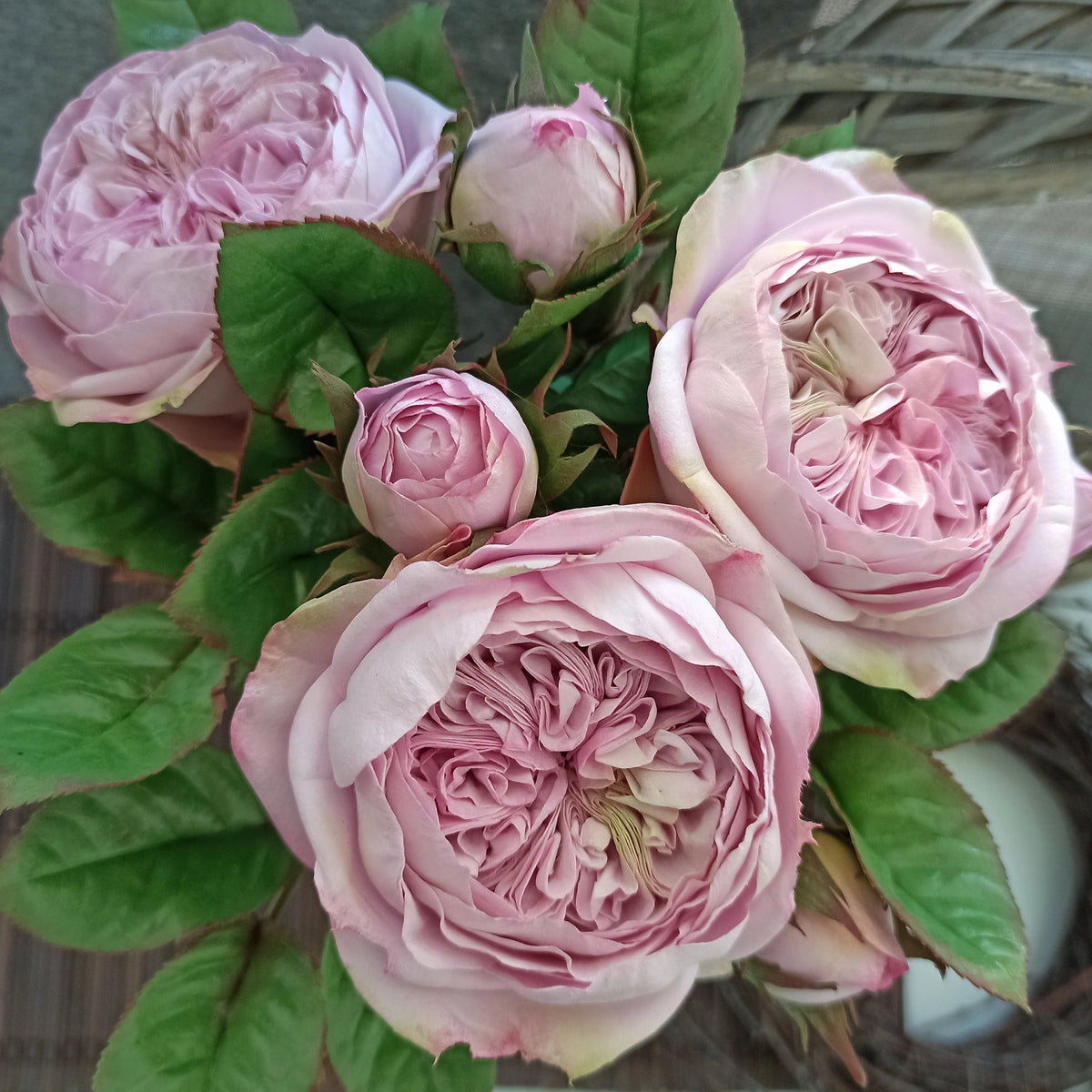 Heritage Rose Seeds – Pink David Austin Rose for Garden and Bonsai Planting