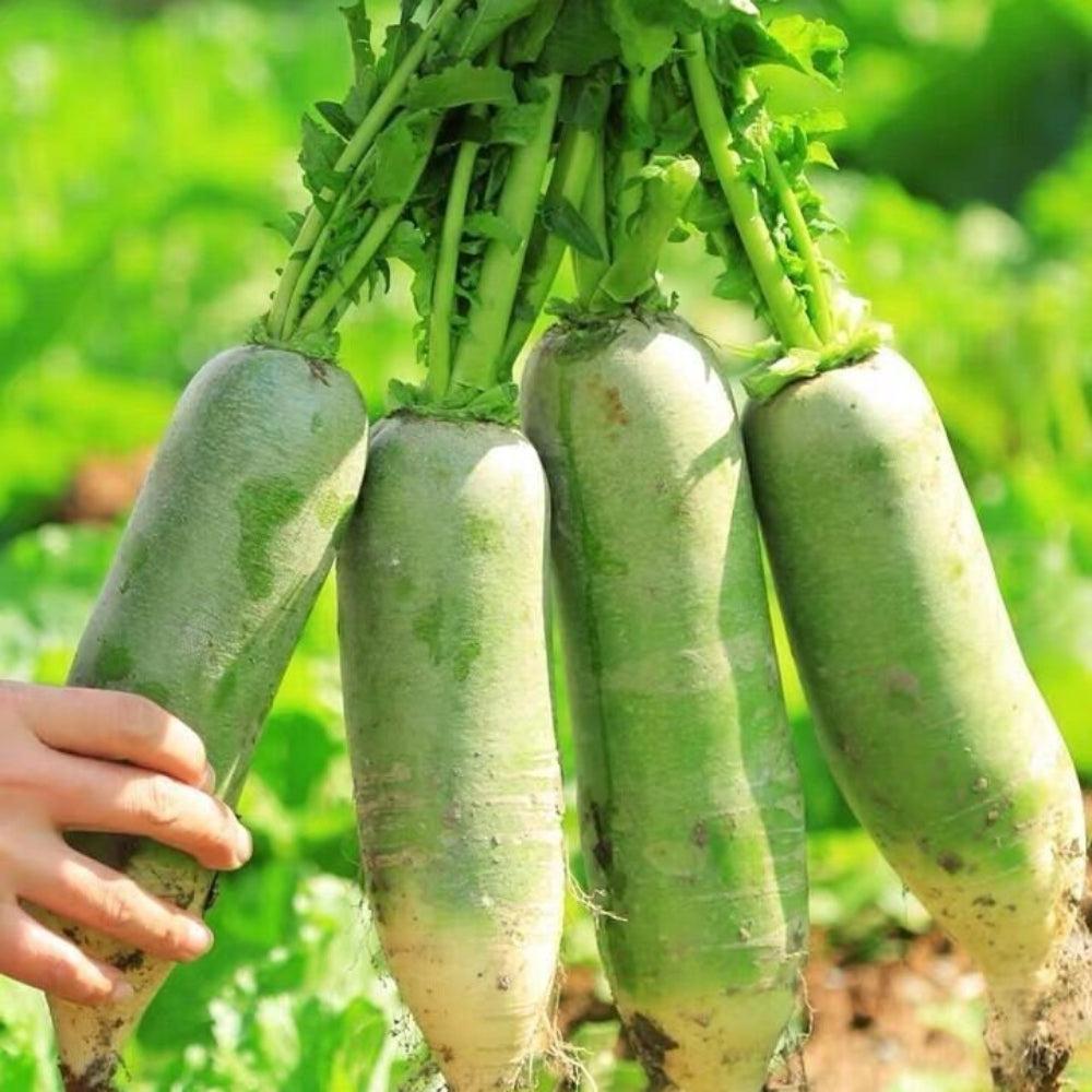 Radish Green Meat Vegetable Seeds for Planting