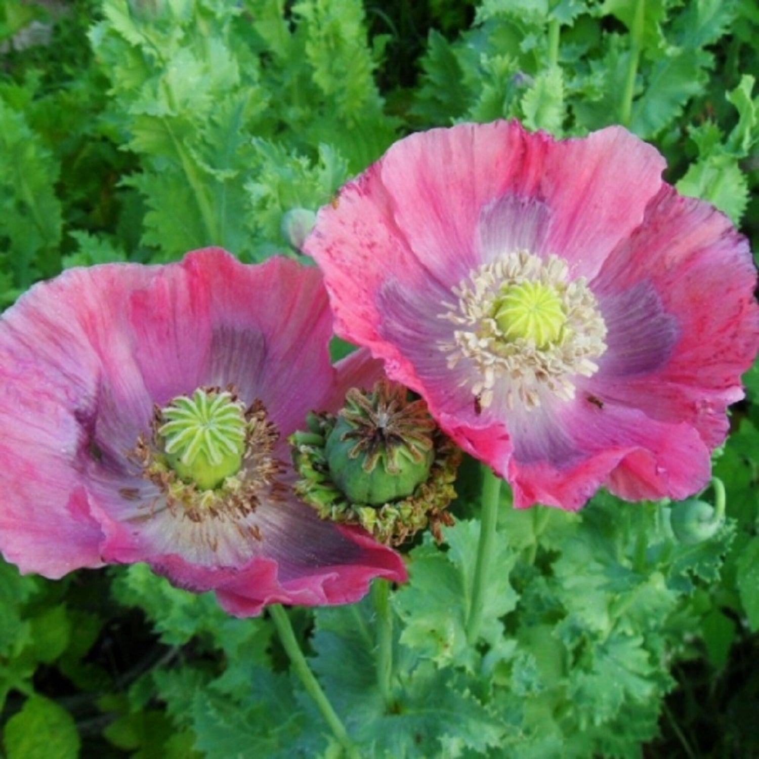 Poppy Seeds - Hens & Chicks