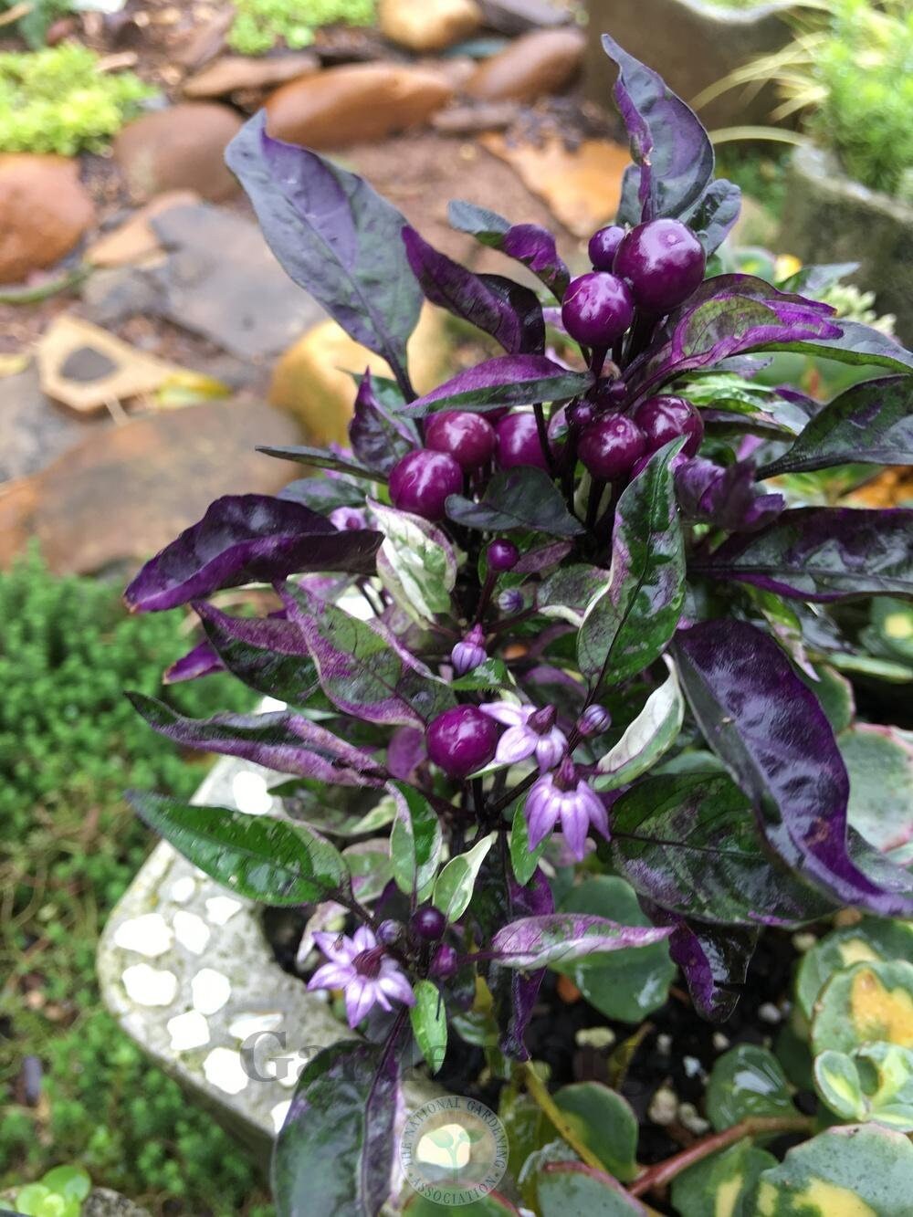 Purple Flash Ornamental Pepper Seeds Heirloom Non-GMO High Germination Organic Garden Seeds