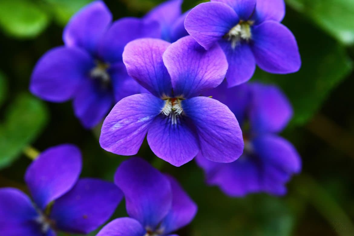 African Moonstone Violet Perennial Flowering Seeds For Planting