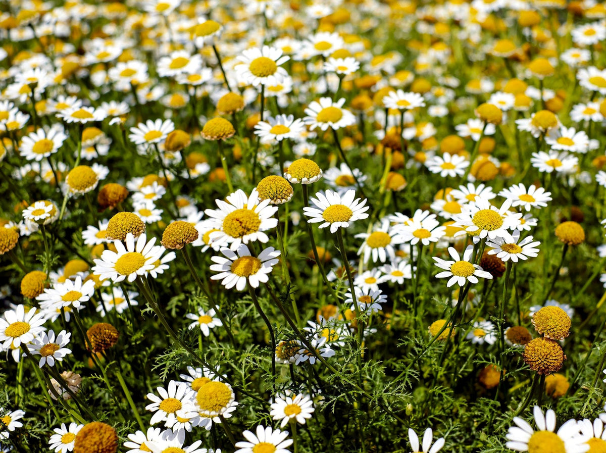 Chamaemelum Flower Seeds for Planting, 100 seeds for planting in home garden