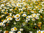 Chamaemelum Flower Seeds for Planting, 100 seeds for planting in home garden