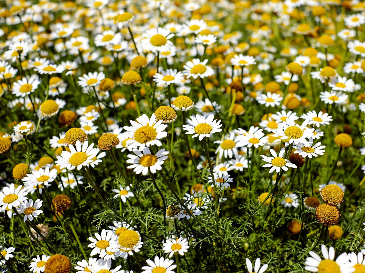 Chamaemelum Flower Seeds for Planting, 100 seeds for planting in home garden