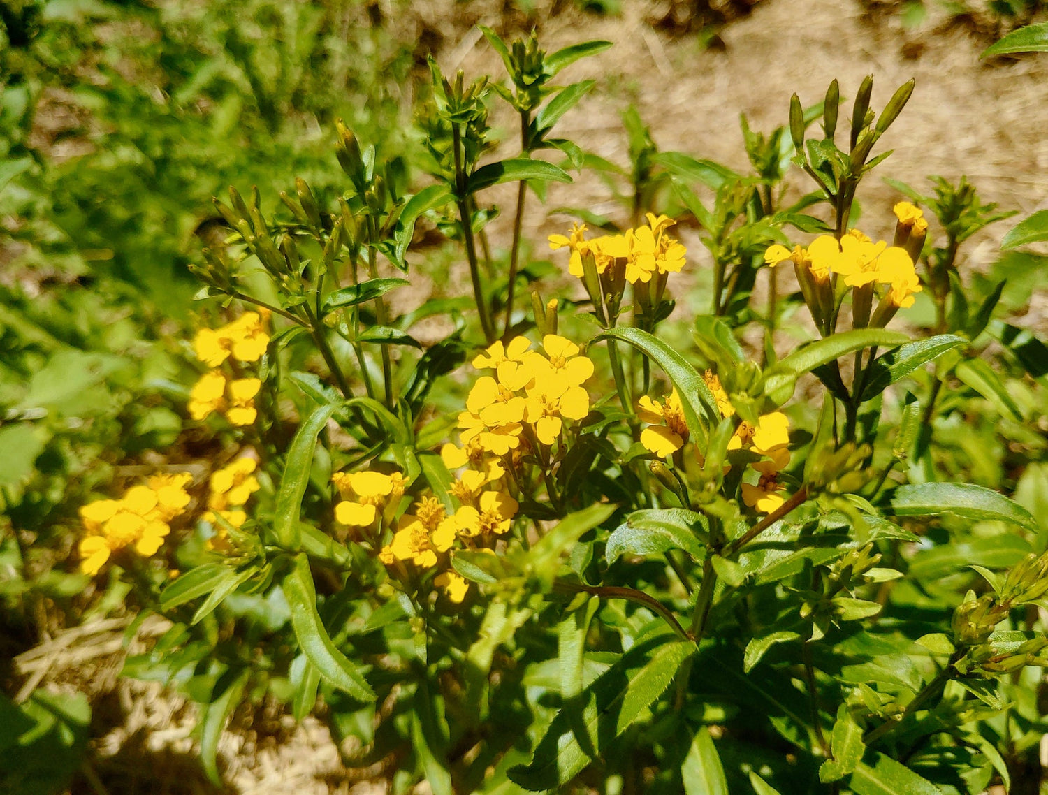Tagetes Lucida Flower Seeds – Heirloom Non-GMO Seeds for Fragrant and Medicinal Garden Planting for planting in your garden.