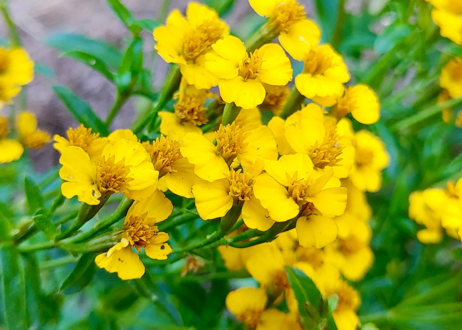 Tarragon Seeds Mexican