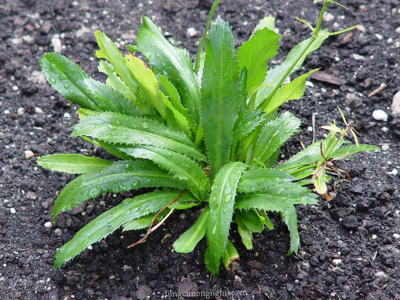 Vietnamese Plant Seeds for Planting heirloom & Non-GMO Seeds