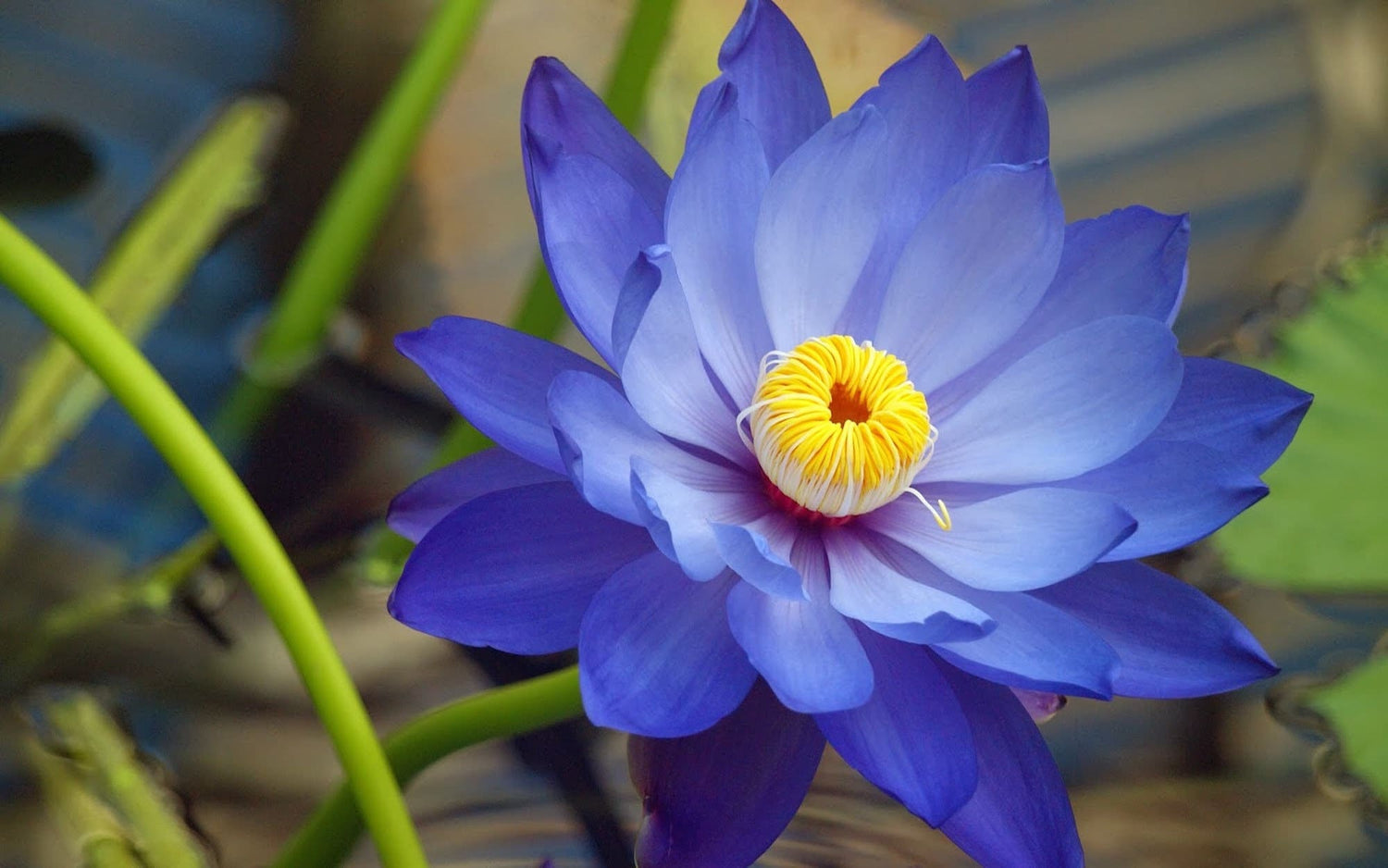 Water Lily Nymphae Nouchali (Blue) Seeds