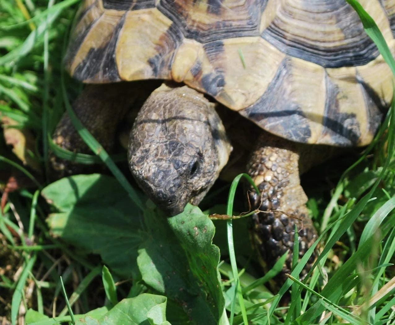 Broadleaf Tortoise Forage Blend Seeds for Planting heirloom & Non-GMO Seeds