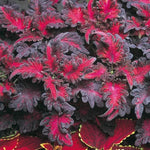 Black Dragon Coleus Flower Seeds for Planting - NON GMO Seeds Dhara Seeds