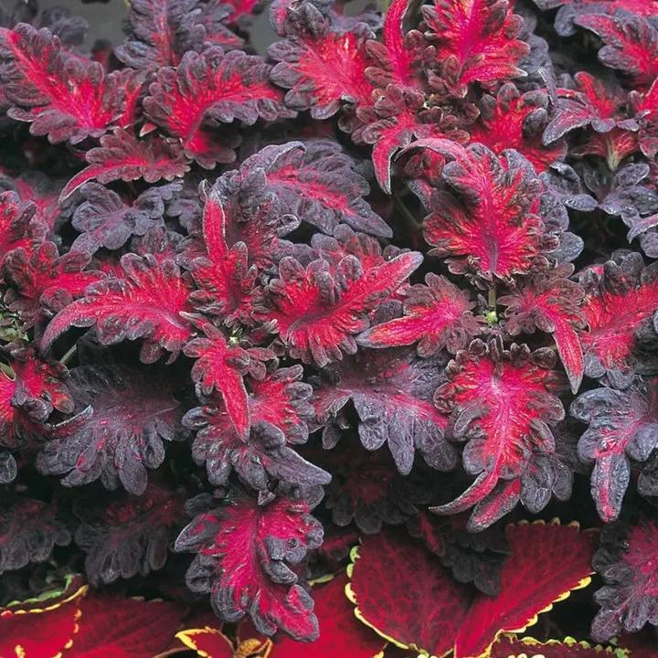 Black Dragon Coleus Flower Seeds for Planting - NON GMO Seeds Dhara Seeds