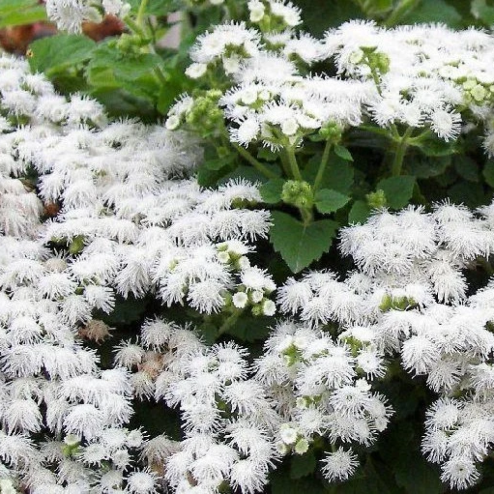 Ageratum Mexicanum White Seeds – Annual Flower Seeds