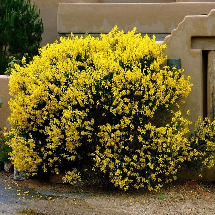 Spartium Junceum Yellow Flowering Seeds for Planting and Gardening Your Backyard