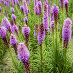 Heirloom Non-GMO Dense Blazing Star Flower Seeds for Planting – Tall Pollinator-Friendly Garden Blooms - Non-GMO for planting in home garden