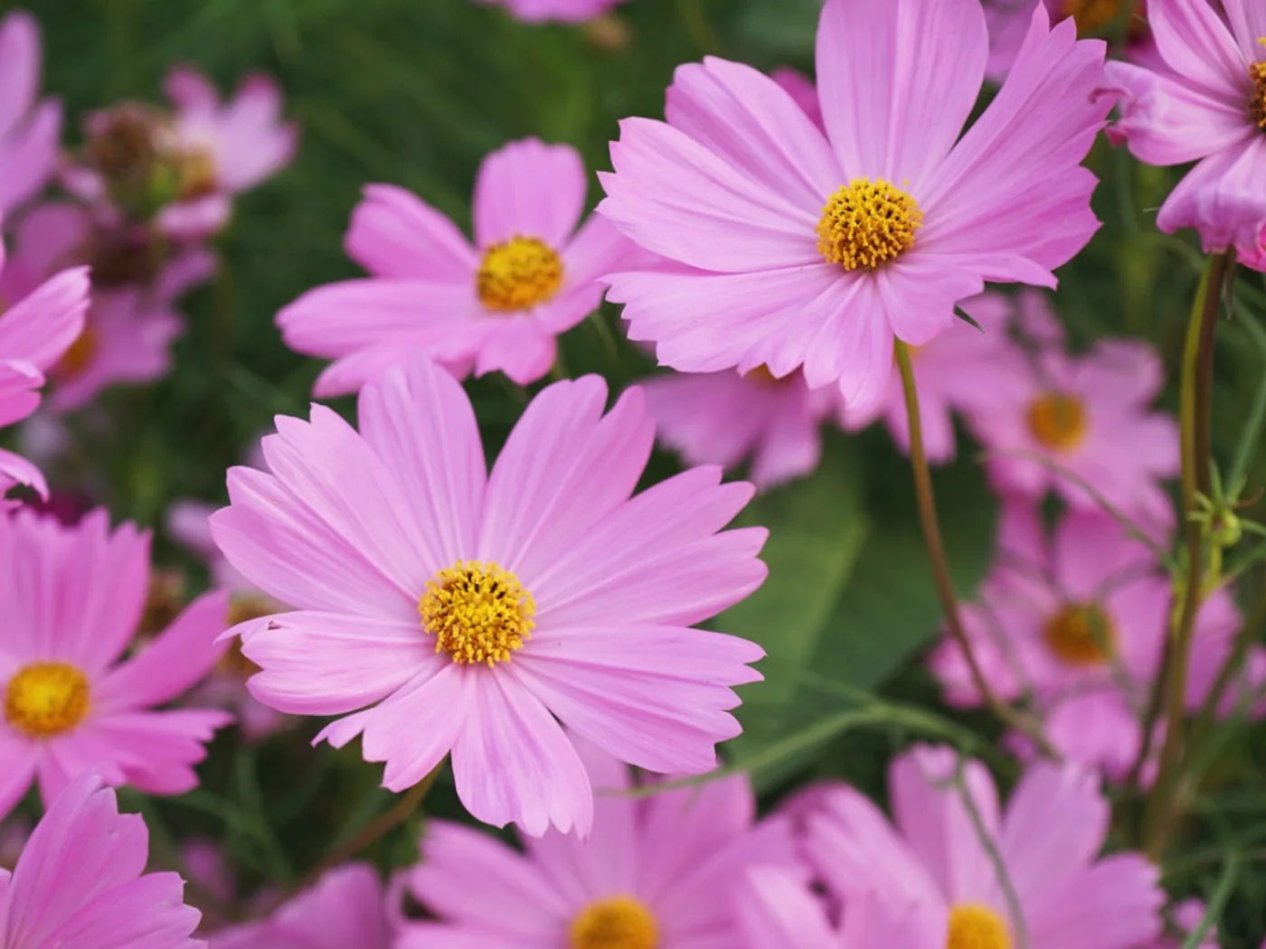 Cosmos Seeds (Dwarf Early) - Rose